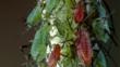 Rose aphids on a plant stem