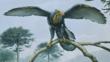 Archaeopteryx perched on branch of conifer tree, with wings spread open