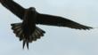 Arctic skua with wings and tail spread in flight