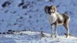 Argali sheep standing on snow covered mountain