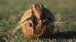 Armadillo rolling up into a defensive ball
