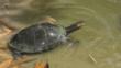 Giant arrau turtle in shallow water