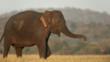 An Asian elephant 