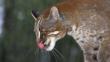Asian golden cat licking its nose