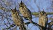 Three long-eared owls in a tree