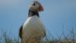 Atlantic puffin portrait