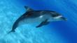 Atlantic spotted dolphin in the Bahamas
