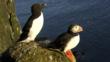 Atlantic puffin and razorbill on a cliff