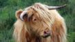Scottish highland cattle