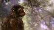 Australopithecus, an early human ancestor