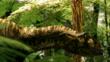 Profile of an Australovenator in a forest