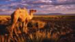 Bactrian camel walking in the desert