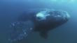 Bowhead whale just under the Arctic ice