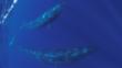 Sei whale and calf in the Azores, North Atlantic Ocean