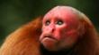 Profile of a bald uakari