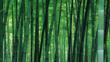 A Japanese bamboo forest