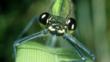 Close-up of the face and eyes of a banded demoiselle