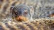 One banded mongoose peers over the back of another
