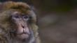 Portrait of an injured adult male Barbary macaque