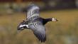 Adult barnacle goose in flight 
