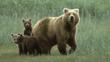 A grizzly bear with three cubs