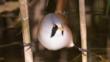 A bearded tit perched in a reed bed