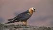 Bearded vulture standing on a rock
