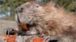 Portrait of an American beaver on a log, showing its teeth