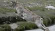 Bharal leaping across the river Bhagirathi in the Himalayas