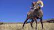 Bighorn sheep standing in Yellowstone National Park