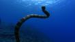 A black-banded sea krait underwater
