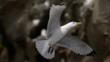 A kittiwake in flight