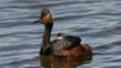 Black-necked grebe floating on water with young on its back