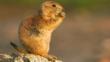 A black-tailed prairie dog sitting on rock