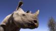 Profile of a black rhinoceros