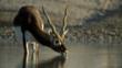 Young male blackbuck drinking