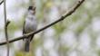 Male blackcap perched on branch singing