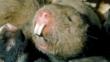 A group of common mole rats