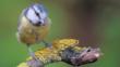 Blue tit landing on a tree branch