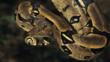 Boa constrictor suspended from a tree
