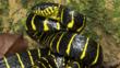 Mangrove cat snake in threat posture