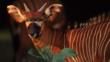 Profile of a bongo antelope