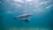 Two bottlenose dolphins swimming underwater