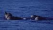 A pod of bottlenose whales