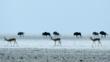 Springbok and wildebeest herds on an open plain