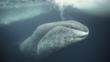 Bowhead whale just under the Arctic ice