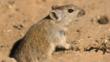 Brants's whistling rat at the entrance to a burrow in the sand