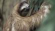 A brown-throated sloth clinging to a tree