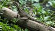 A juvenile brown basilisk