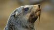 Portrait of a brown fur seal